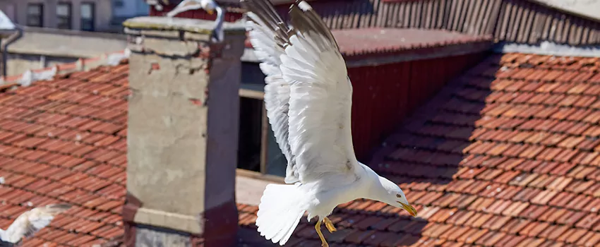 Residential Chimney Animal Removal Solution in Rosemont, CA